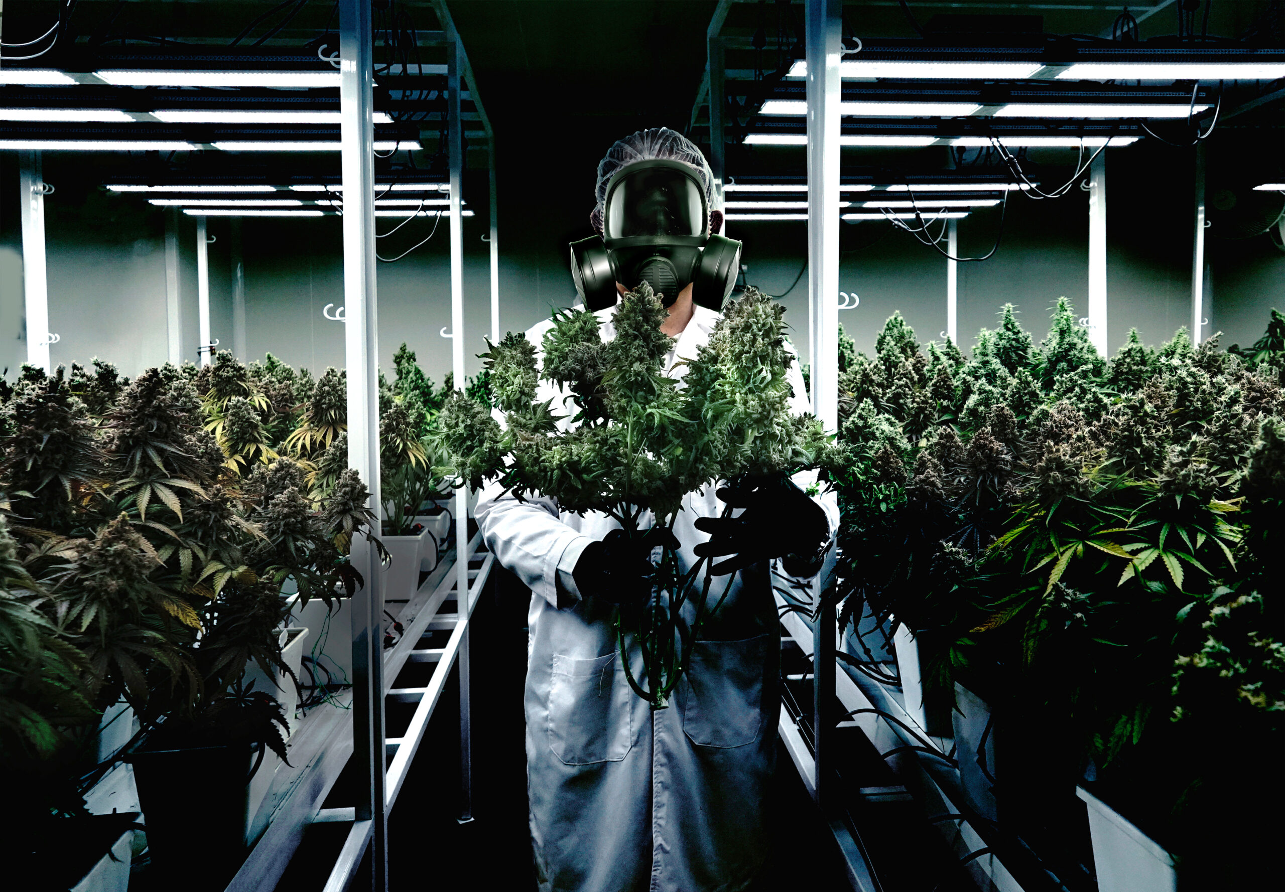 Illegal marijuana farming